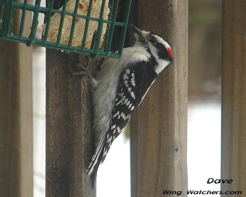 Downy Woodpecker (M) by Dave Pelletier