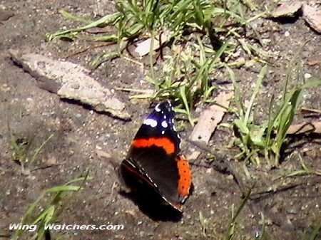 Red Admiral Butterfly by Dave Pelletier