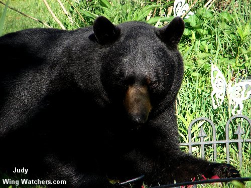 Black Bear by Judy