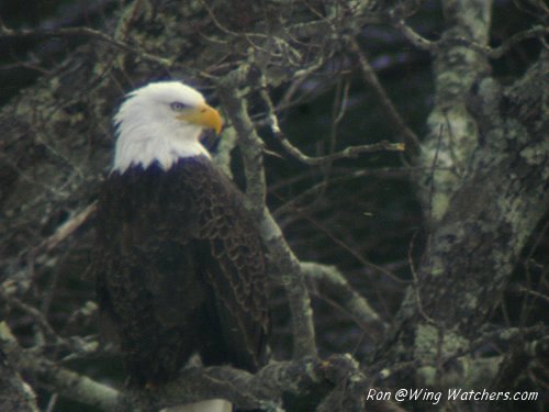 Bald Eagle by Ron Pelletier