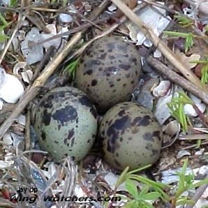 Common Tern eggs by Dave Pelletier