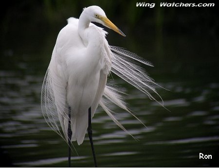 Great Egret by Ron Pelletier