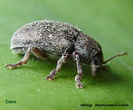 Eumolphine Leaf Beetle by Dave Pelletier