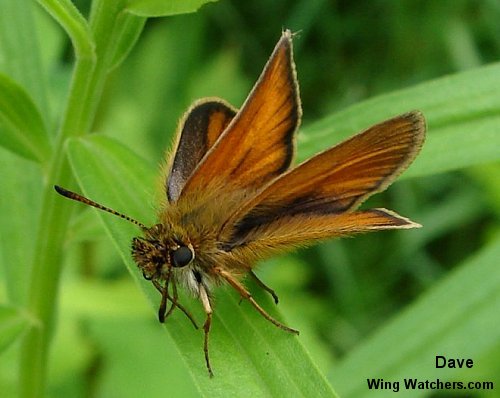 European Skipper by Dave Pelletier