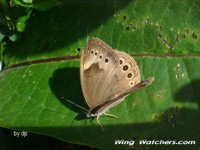 Eyed Brown Butterfly by Dave Pelletier