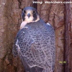 Peregrine Falcon in captivity by Dave Pelletier