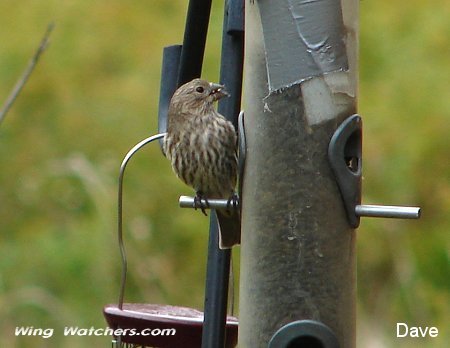 House Finch (M) by Dave Pelletier