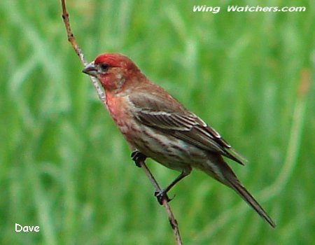 House Finch (M) by Dave Pelletier