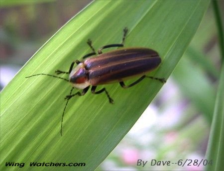 Firefly by Dave Pelletier