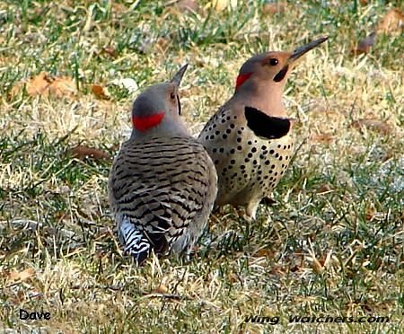 Northern Flickers by Dave Pelletier