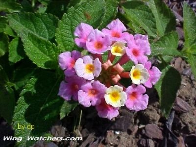 Lantana flower