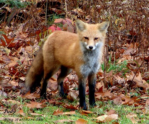 Red Fox by Judy Pelletier