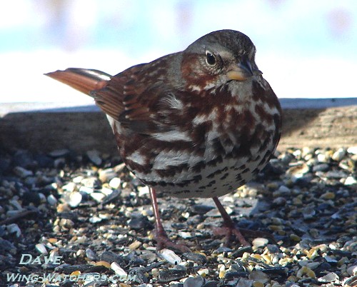 Fox Sparrow by Dave Pelletier