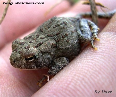 American Toad by Dave Pelletier