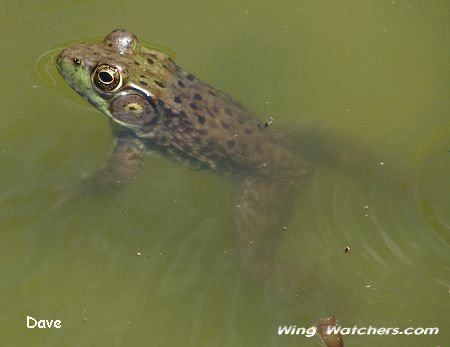 American Bullfrog by Dave Pelletier