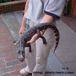 Alligator baby from Florida by Dave Pelletier