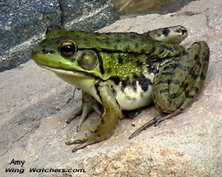 Green Frog by Amy Kish