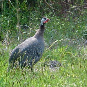 Guinea Hen by Dave Pelletier