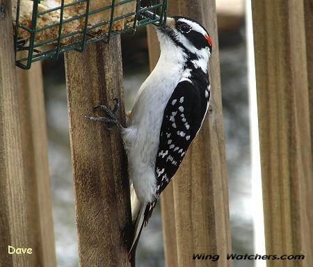 Hairy Woodpecker (M) by Dave Pelletier