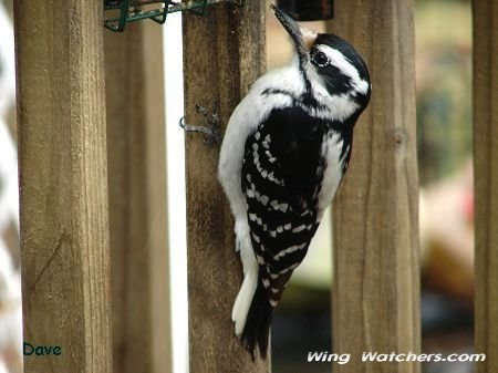 Hairy Woodpecker (F) by Dave Pelletier