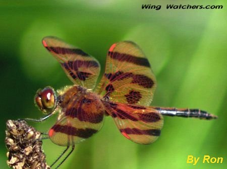 Halloween Pennant by Ron Pelletier