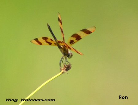 Halloween Pennant by Ron Pelletier