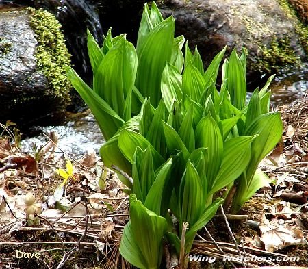 False Hellebore