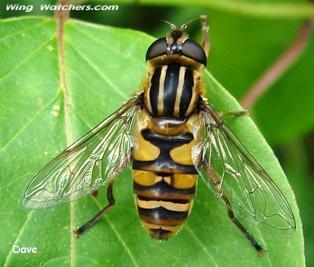 Helophilus Syrphid Fly by Dave Pelletier