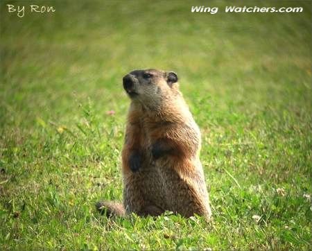 Groundhog/Woodchuck by Ron Pelletier