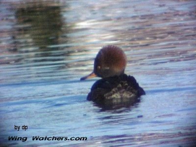 Hooded Merganser (F) by Dave Pelletier