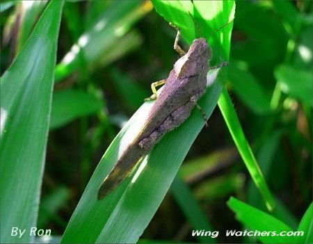 Grasshopper by Ron Pelletier