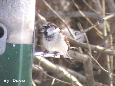 House Sparrow (M) by Dave Pelletier