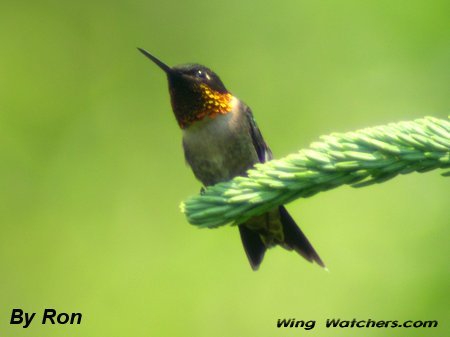 Ruby-throated Hummingbird (M) by Ron Pelletier