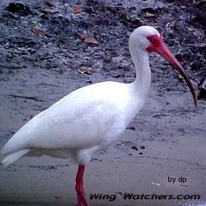 White Ibis (Florida) by Dave Pelletier