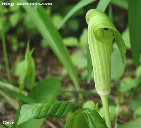 Jack-in-the-pulpit