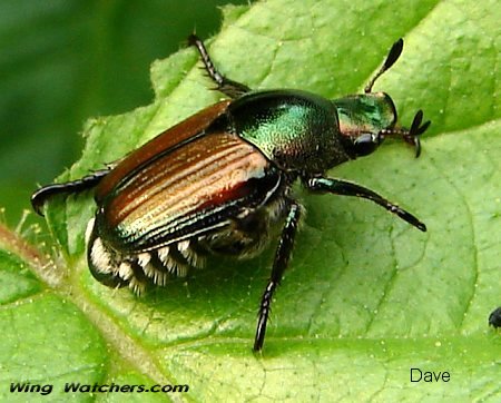 Japanese Beetle by Dave Pelletier