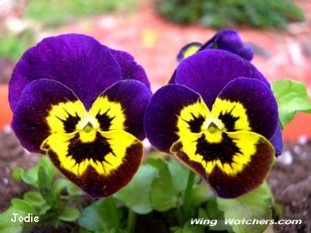 Pansy