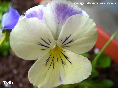 Pansy