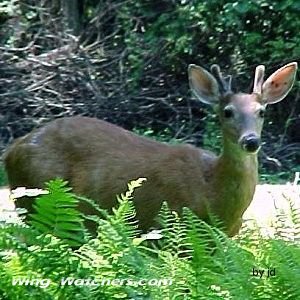 White-tailed Deer by Jodie Bishop