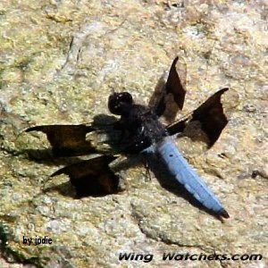 Common Whitetail Skimmer by Jodie Bishop