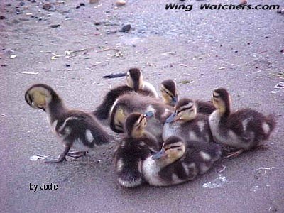 Mallard chicks by Jodie Bishop