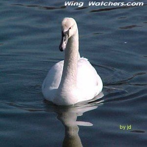 Mute Swan (imm.) by Jodie Bishop