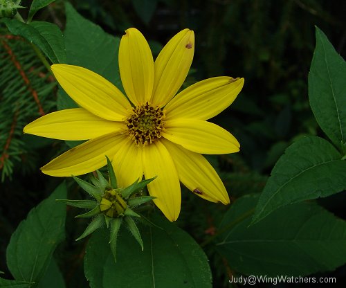 Jerusalem Artichoke flower by Judy