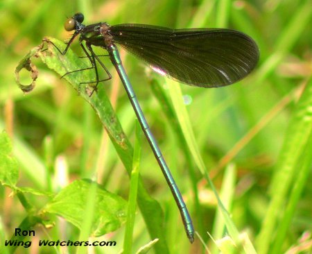 Ebony Jewelwing (M) by Ron Pelletier