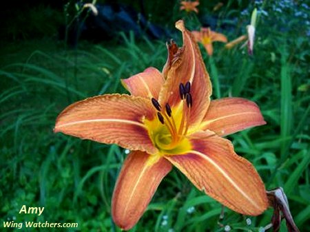 Daylily by Amy K.