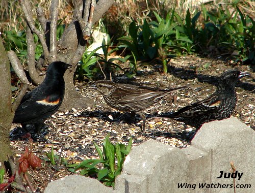 Red-winged Blackbird Family by Judy Pelletier