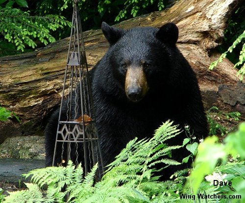 Black Bear by Dave Pelletier