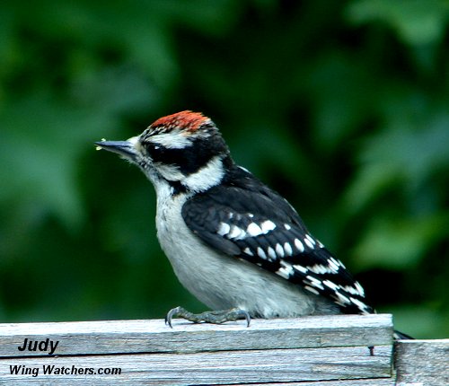 Immature Downy Woodpecker by Judy Pelletier