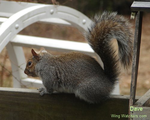 Gray Squirrel by Dave Pelletier