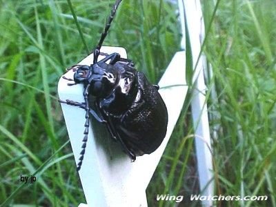 Long-horned Beetle species by Judy Pelletier